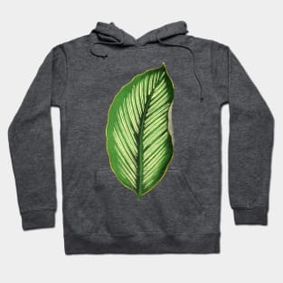 Calathea Ornata Beauty Star - Rothschild Hoodie